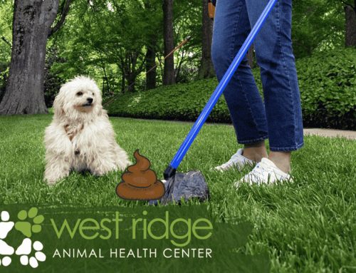 What’s the Scoop on Poop