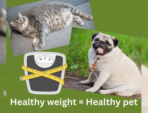 The Weight of the Matter: Helping Your Pet Achieve a Healthier Life