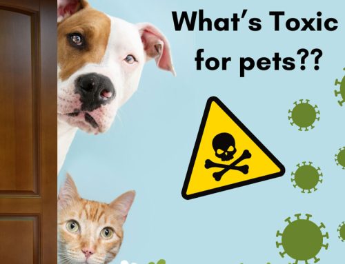 March is National Pet Poison Prevention